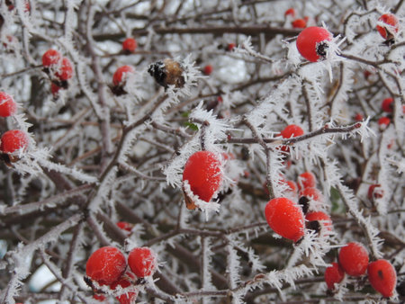 Red rosehip berries covered with hoarfrost on a winter dayの写真素材