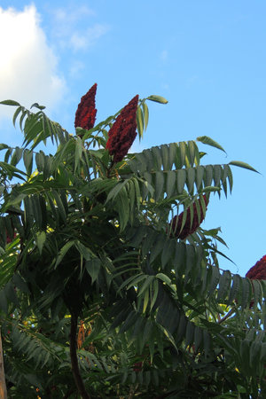 Sorbus aucuparia, commonly known as rowan or mountain ash, is a shrub in the genus Sorbus, in the...