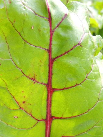 beetroot leaf macro close up in the garden. vegetable background