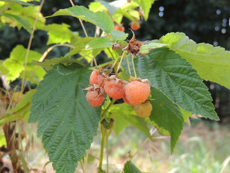 Raspberry ripening on a branch with green leaves in the garden
