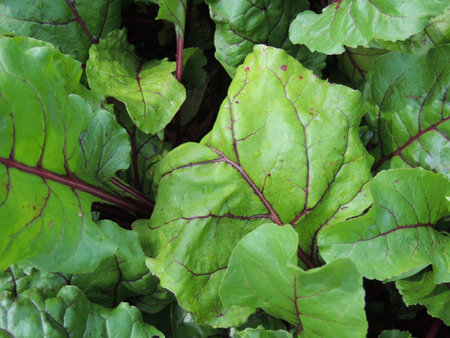 beetroot plant in vegetable garden, closeup of green leaves