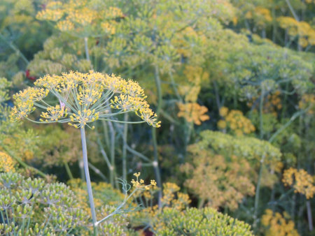 Fennel flower in the garden, closeup of photo.