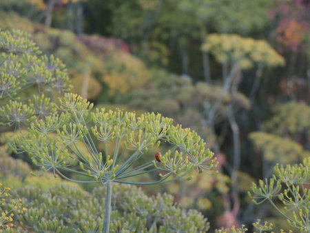 Close up of dill in a botanical garden in autumn.