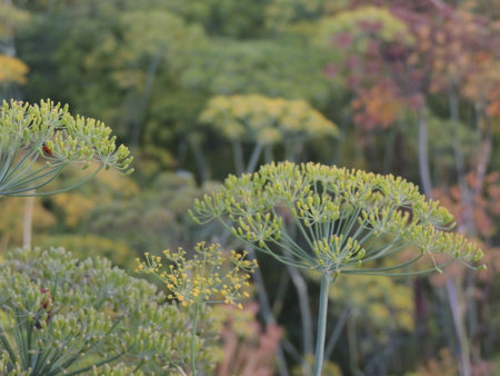 Close up of fennel in the garden, selective focus.の写真素材