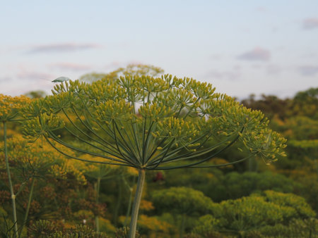 Fennel flower on the background of the setting sun. Natureの写真素材