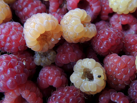 Raspberries in close-up, macro photography of ripe berries