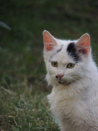 Cute cat sitting on the grass and looking at the camera.