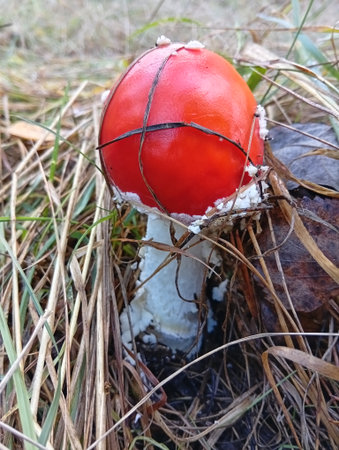 Amanita muscaria - fly agaric in the grassの写真素材