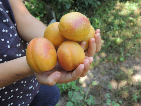 Ripe apricots in the hands of a woman in the gardenの写真素材