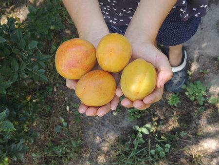Ripe apricots in the hands of a child. Selective focusの写真素材