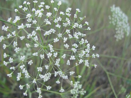 shallow white flowers macro nature summer wildの写真素材