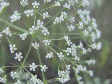 shallow white flowers macro nature summer wild