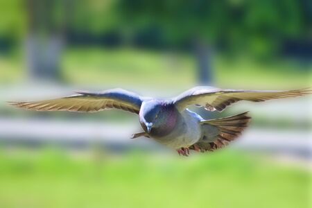 Bird pigeon flying right at the viewer and a dove Landing on the ground in the parkの写真素材