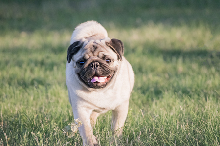 Cute Pug dog runnung in green grass licking its nose with tongueの写真素材