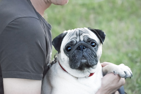 Cute Pug dog sitting on the hands of the ownerの写真素材