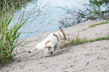 Dog Jack Russell running briskly on riverside against the blue river water