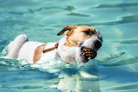 A cute dog Jack Russell swimming With a pine cone in the teeth in blue water in the river at sunny summerの写真素材