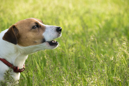 Jack Russell Terrier dog in the green grassの写真素材