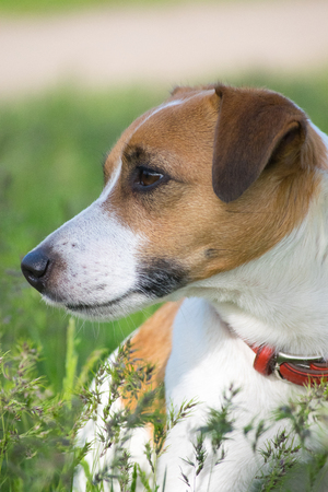 Jack Russell Terrier dog in the green grassの写真素材
