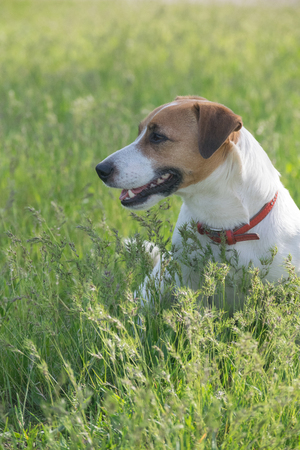 Jack Russell Terrier dog in the green grassの写真素材