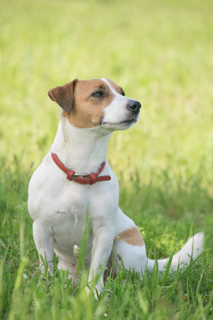 Jack Russell Terrier dog in the green grassの写真素材