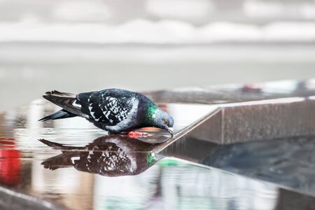 Beautiful Pigeon bird sitting on a fountain edge and drinking water. The dove is reflected in the waterの写真素材