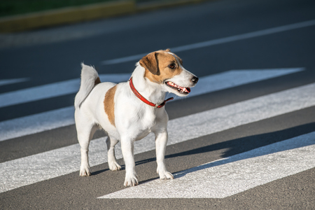 Jack Russell Terrier dog Crossing crosswalk on the roadの写真素材