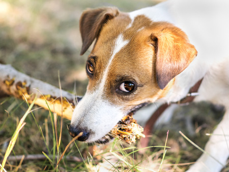 Portrait of a dog gnawing a branch of a tree. Jack Russell Terrier dog playing with wooden stick Dog looking at camera.の写真素材