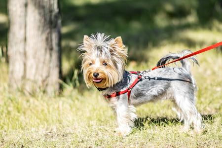 A small Yorkshire Terrier dog standing next to park tree at sunny summer dayの写真素材