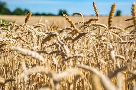 Rye grass field. Ripe grain spikelets. Cover crop and a forage crop. Horizon view. Agricultural...