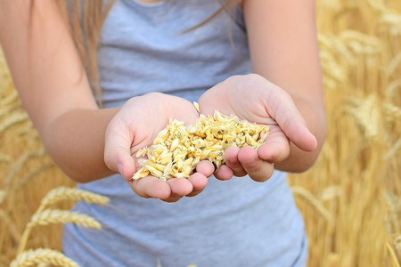 Child girl holding rye grains in open palms in field. Symbol of life, peace, growthの写真素材