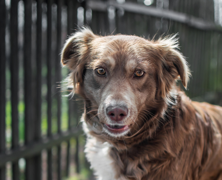 Portrait of cute chained brown or red dog looking into camera on old village yard with old wooden fence. Blurred background.の写真素材