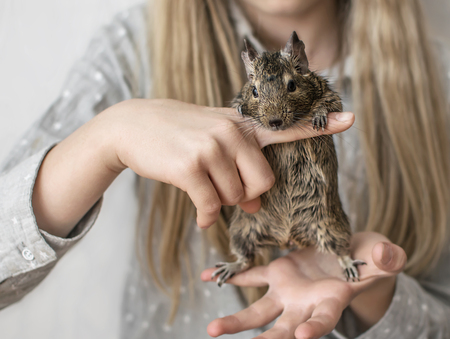 Young girl teenager playing with small animal common degu squirrel. Close-up portrait of the cute pet standing on kid's palm.の写真素材