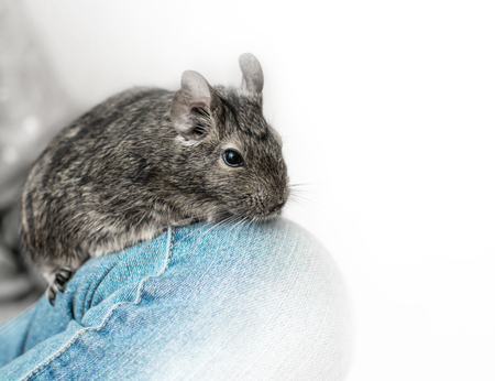 Young girl with small animal common degu squirrel. Close-up portrait of the cute pet sitting in kid's knee.の写真素材