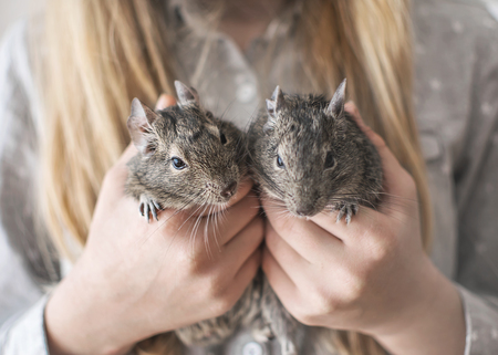 Young girl teen holding two small animals common degu squirrels in  Close-up portrait of the cute pets in kid's [FY310100220627]