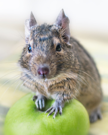 Close-up portrait of cute animal small pet chilean common degu squirrel sitting with big green apple. The concept of a healthy lifestyle, diet and vegetarianism.の写真素材