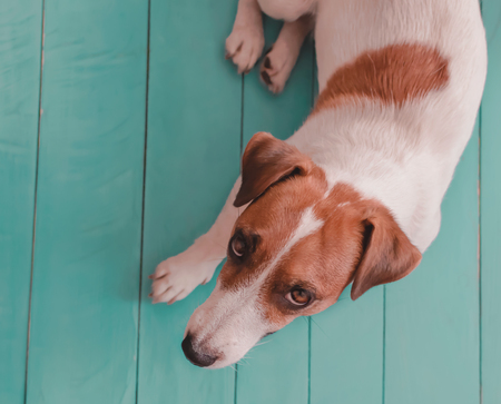 Close-up portrait of small white red cute dog Jack russell lying on green blue wooden floor and...