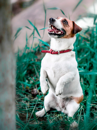 Portrait of adorable small white and brown dog jack russel terrier standing on its hind paws and looking up on tree.の写真素材