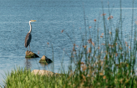 The big bird of a gray heron stands on a rock in blue water on a sunny day. Ukraine, Kakhovskoe reservoir. Beautiful natural background.の写真素材