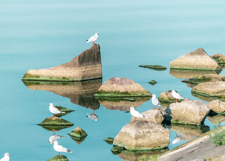 Single white seagull bird litting on big stone on sea with specular reflection in water. Beautiful natural background.の写真素材