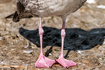 Close-up portrait of two legs of gray brown seagull bird standing on shore. Ukraine faunaの写真素材