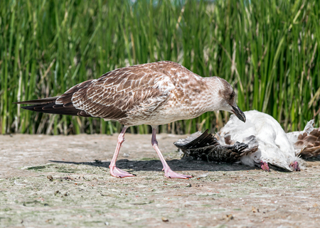 Close-up portrait of big gray brown seagull eating another dead bird on shore on a summer sunny day. Useful shoreline caregiver.の写真素材