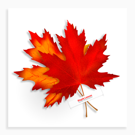 Two Maple leaves isolated on white background. Bright red autumn realistic leaves. Vector illustration eps 10.のイラスト素材