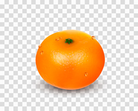 Single citrus fruit mandarin or tangerine without leaves isolated on a white background. Realistic Vector Illustration.のイラスト素材