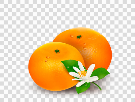 Two citrus fruits mandarins or tangerines and small blooming flower with green leaves isolated on transparent background. Realistic Vector Illustration.のイラスト素材