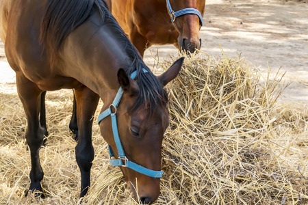 Portrait of a beautiful breeding brown horse eating hay. Feeding of riding horses outdoor.