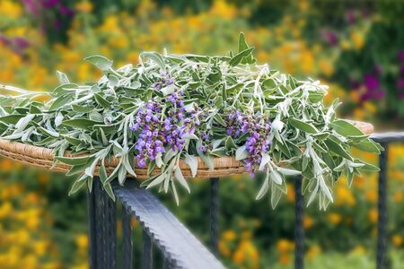 Fresh cut flowering plant sage on a wicker wooden tray outside in summer garden . Floral background.の写真素材