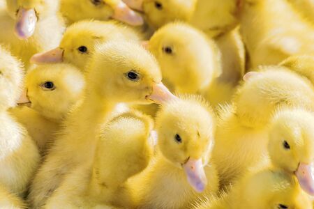 Yellow ducklings sold in the rural market. Little fluffy babies chicks. Poultry farm.