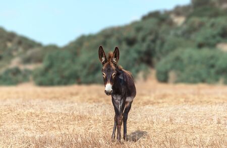 A portrait of a small baby donkey grazing on the field on a background of mountains. The curious...