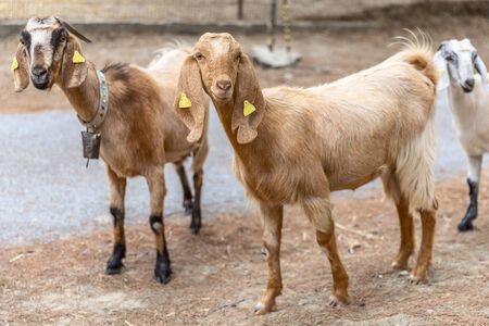 Portrait of Anglo-Nubian goats grazing in the mountains in Northern Cyprus. The two cute curious animais are looking into camera.の写真素材